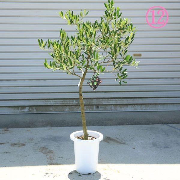 現品　創樹　オリーブの木　オリーブ　ネバディロブランコ　7番　観葉植物　野外 現品　創樹　オリーブの木　オリーブ　ネバディロブランコ　7番　観葉植物　野外