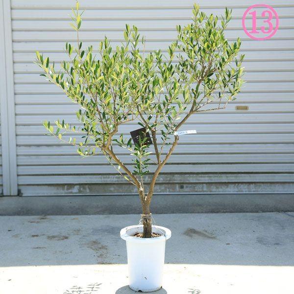 souju 創樹　オリーブ　ネバディロブランコ　鉢植え　苗　美樹形 souju 創樹 オリーブ ネバディロブランコ 鉢植え 苗 美樹形
