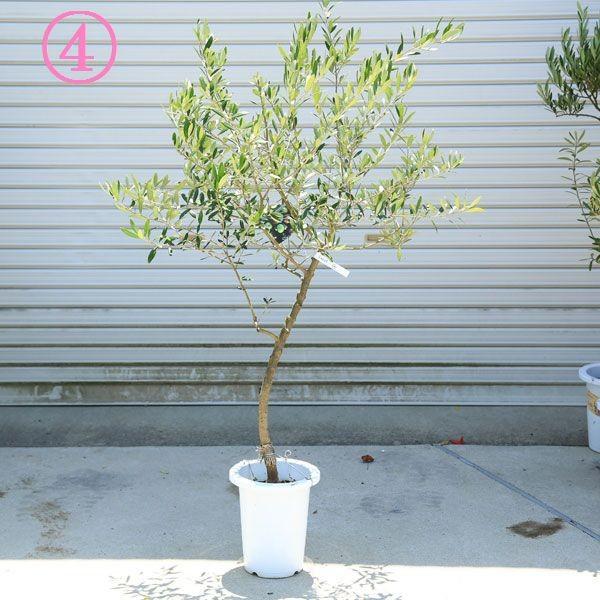 観葉植物 おしゃれ：オリーブの木 *SOUJU（創樹） ネバディロ