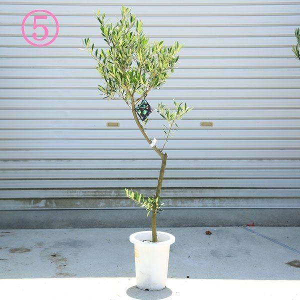 観葉植物 おしゃれ：オリーブの木 *SOUJU（創樹） ネバディロ ブランコ