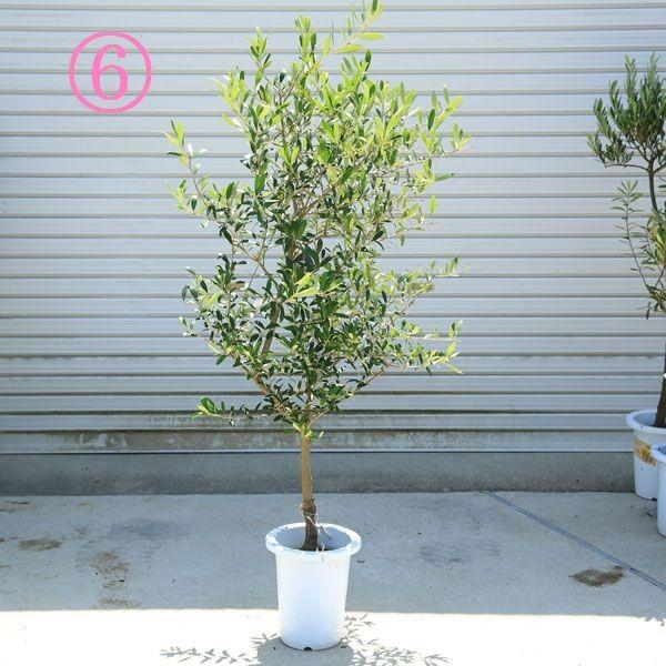 ボンボン　souju 　創樹　オリーブ　ネバディロブランコ　鉢植え　苗 ボンボン様専用 souju 創樹 オリーブ ネバディロブランコ 鉢植え 苗