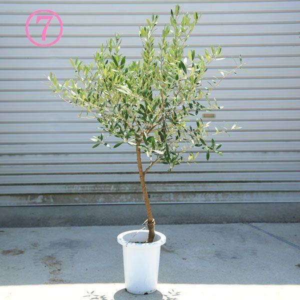 souju 創樹　オリーブ　ネバディロブランコ　鉢植え　苗　美樹形 オリーブ ネバディロブランコ 19【現品】観葉植物 創樹 SOUJU