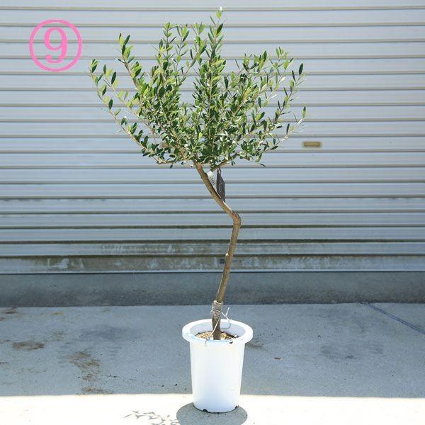 ［現品］♡おしゃれ♡ M 創樹　オリーブ　ネバディロブランコ　6号　オリーブの木 現品］1番 創樹 オリーブ ネバディロブランコ 6号 観葉植物 屋外