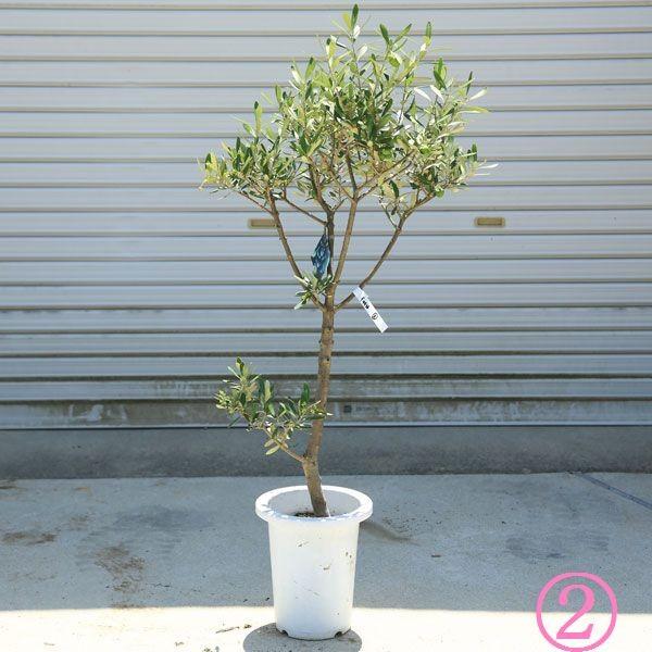 観葉植物　おしゃれ：オリーブの木 *SOUJU（創樹）　シプレッシーノ　現品選べます｜y-bonsai｜02