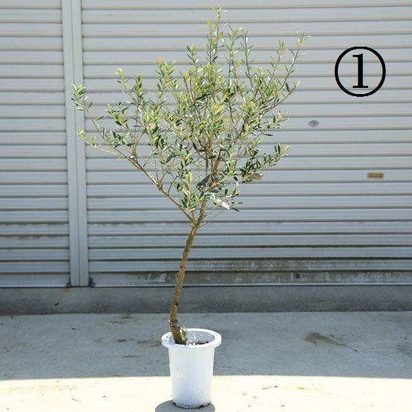 観葉植物 おしゃれ：オリーブの木*SOUJU（創樹） マンザニロ 現品選べ