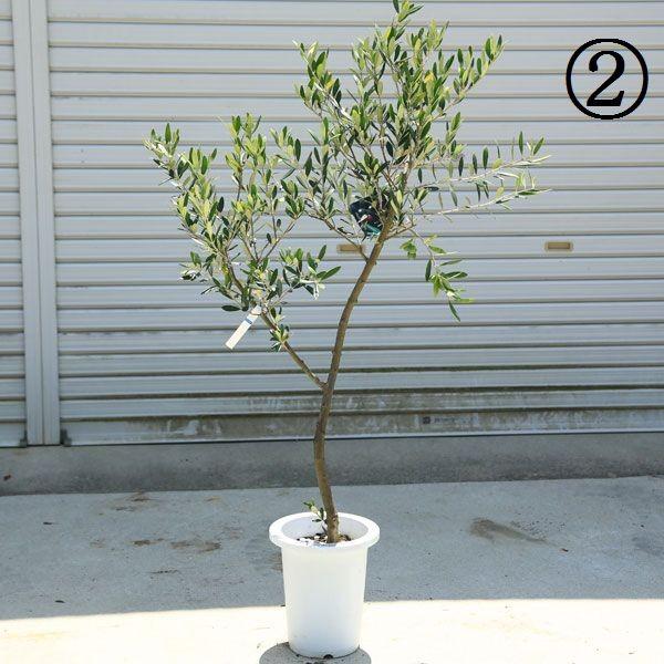 観葉植物 おしゃれ：オリーブの木*SOUJU（創樹） マンザニロ