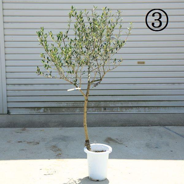 【souju】オリーブの木　マンザニロ　幹太株　　高さ約90cm souju】オリーブの木マンザニロ幹太株7寸高さ約95㌢