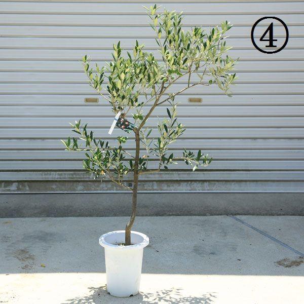 観葉植物 おしゃれ：オリーブの木*SOUJU（創樹） マンザニロ 現品選べ