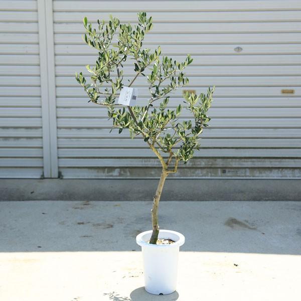 観葉植物 おしゃれ：オリーブの木*SOUJU（創樹） ルッカ 現品 : 遊恵