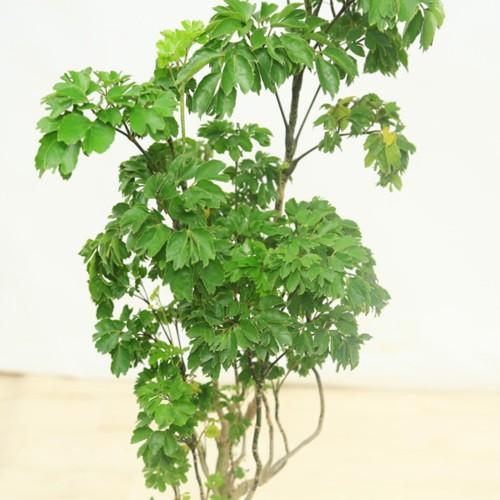 観葉植物 おしゃれ：ポリシャス バタフライ*プラポット : 遊恵盆栽