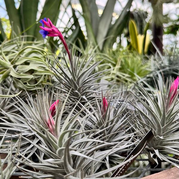 観葉植物：チランジア アエラントス ニグラR*エアープランツ : 遊恵