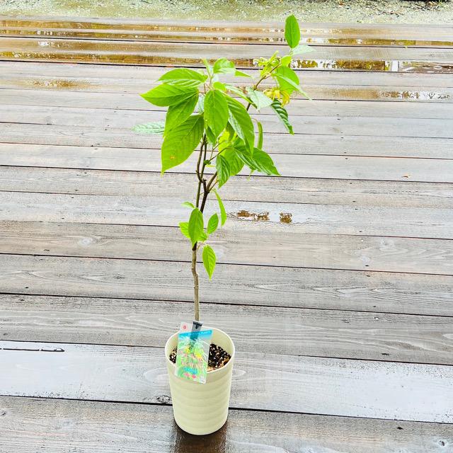 芳香花木 鉢花 イランイランの木 F4474v 遊恵盆栽 Yahoo 店 通販 Yahoo ショッピング