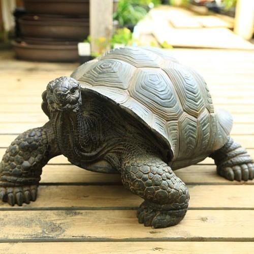 雑貨 置物・フィギュア：ゾウガメ大*大型ヤマト便 : 遊恵盆栽 Yahoo!店