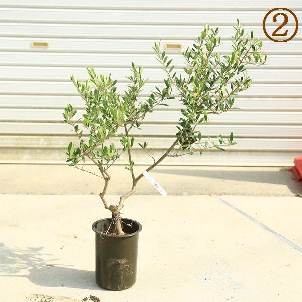 観葉植物 おしゃれ：オリーブの木 6号*SOUJU（創樹) ネバディロ
