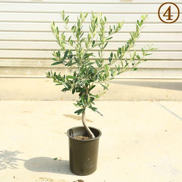 観葉植物 おしゃれ：オリーブの木 6号*SOUJU（創樹) ネバディロ