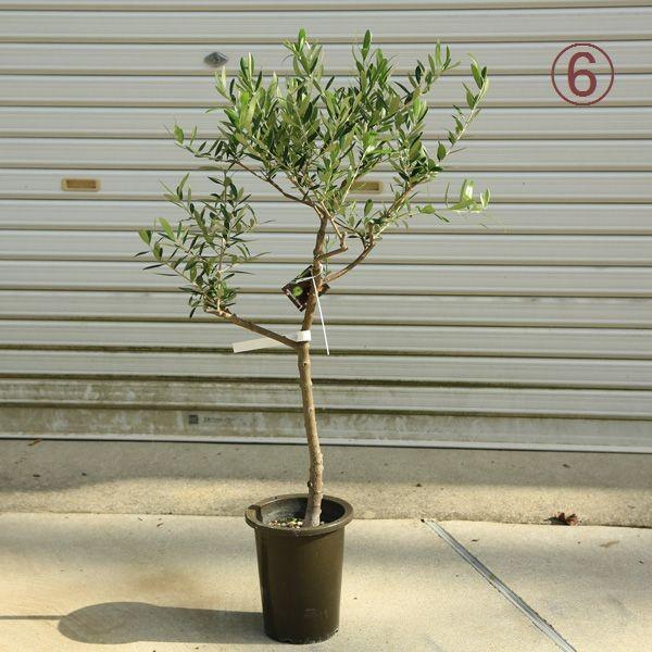 ［現品］♡おしゃれ♡ M 創樹　オリーブ　ネバディロブランコ　6号　オリーブの木 観葉植物 おしゃれ：オリーブの木 6号*SOUJU（創樹) ネバディロ