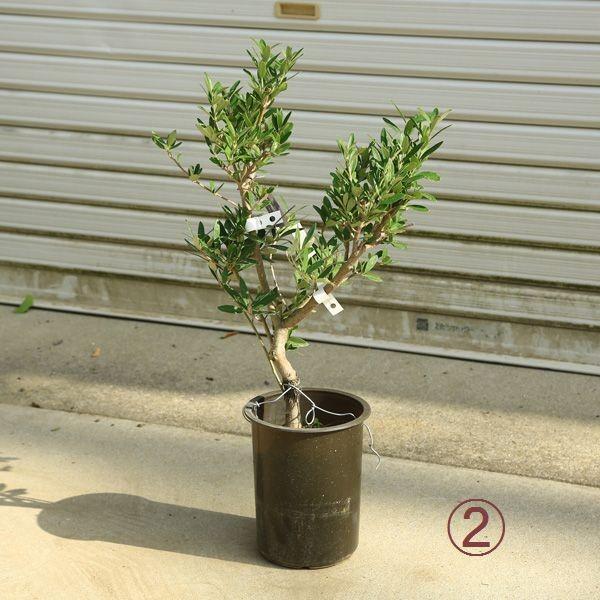 観葉植物 おしゃれ：オリーブの木 6号*SOUJU（創樹） シプレッシーノ