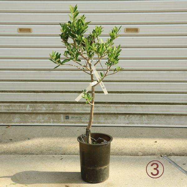 観葉植物 おしゃれ：オリーブの木 6号*SOUJU（創樹） シプレッシーノ