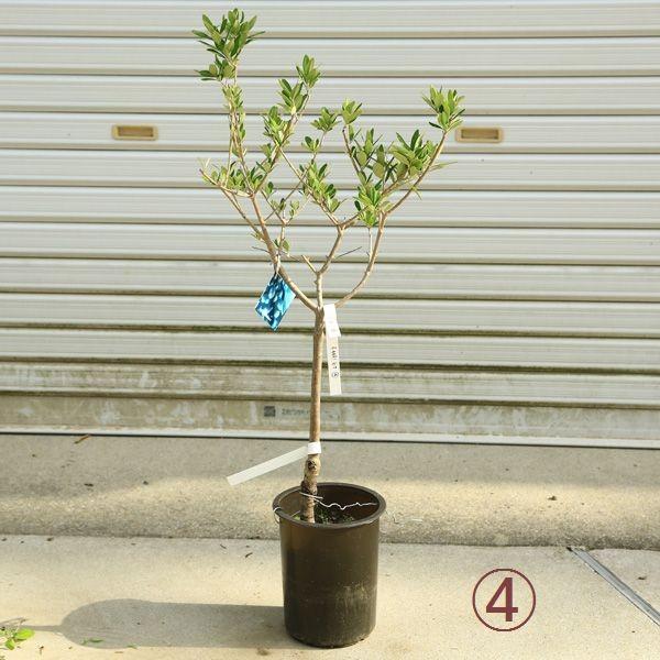 観葉植物 おしゃれ：オリーブの木 6号*SOUJU（創樹） シプレッシーノ