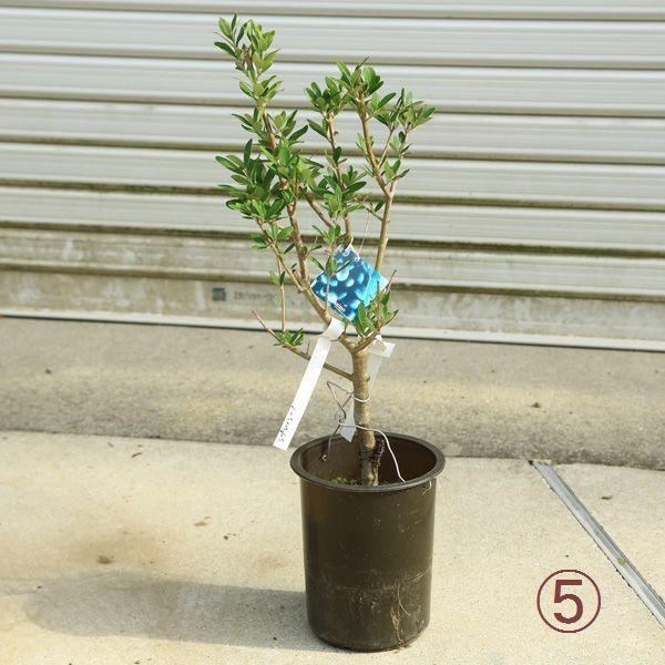 観葉植物 おしゃれ：オリーブの木 6号*SOUJU（創樹） シプレッシーノ