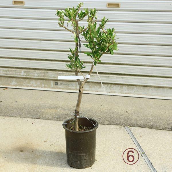 観葉植物 おしゃれ：オリーブの木 6号*SOUJU（創樹） シプレッシーノ