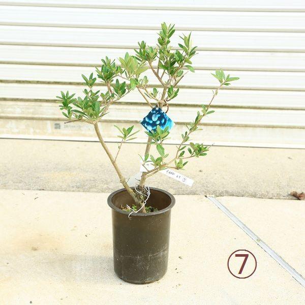 観葉植物 おしゃれ：オリーブの木 6号*SOUJU（創樹） シプレッシーノ
