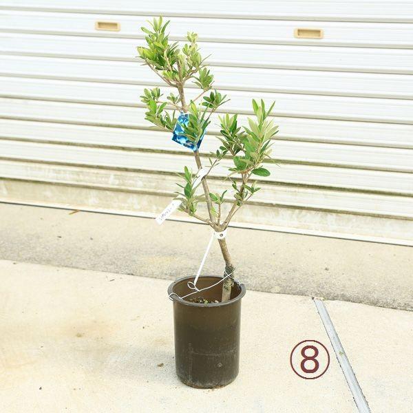 観葉植物 おしゃれ：オリーブの木 6号*SOUJU（創樹） シプレッシーノ