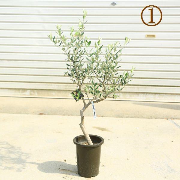 観葉植物 おしゃれ：オリーブの木 6号*SOUJU（創樹) ルッカ 現品選べ