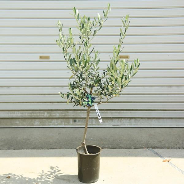観葉植物 オリーブ ルッカ 8号 SOUJU 楽天市場】おしゃれ 観葉植物：オリーブの木 ルッカ 8号*現品2番