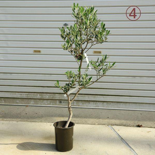 観葉植物 おしゃれ:オリーブの木 6号*SOUJU(創樹) ミッション 観葉植物 おしゃれ:オリーブの木 6号*SOUJU(創樹) ミッション