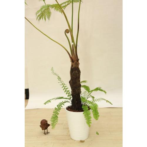 おしゃれ 観葉植物：ヒカゲヘゴ（ヘゴシダ）*現品選べます 大型佐川便