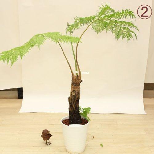 おしゃれ 観葉植物：ヒカゲヘゴ（ヘゴシダ）*現品選べます 大型佐川便