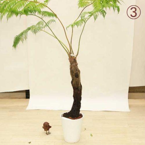 おしゃれ 観葉植物：ヒカゲヘゴ（ヘゴシダ）*現品選べます 大型佐川便