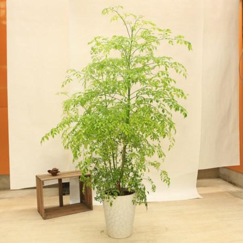 おしゃれ 観葉植物：ステレオスペルマム レモンライム*陶器鉢 受皿付