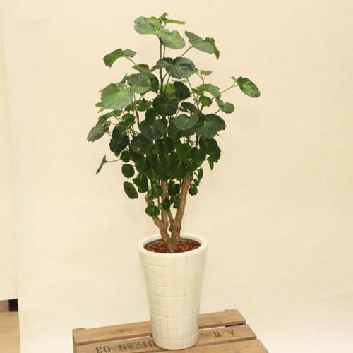 観葉植物：ポリシャス タイワンモミジ*陶器鉢 受皿付 バーク