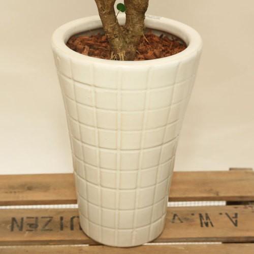 観葉植物：ポリシャス タイワンモミジ*陶器鉢 受皿付 バーク 品種選べ