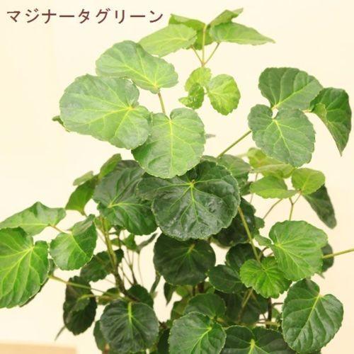 観葉植物：ポリシャス タイワンモミジ*陶器鉢 受皿付 バーク 品種選べ
