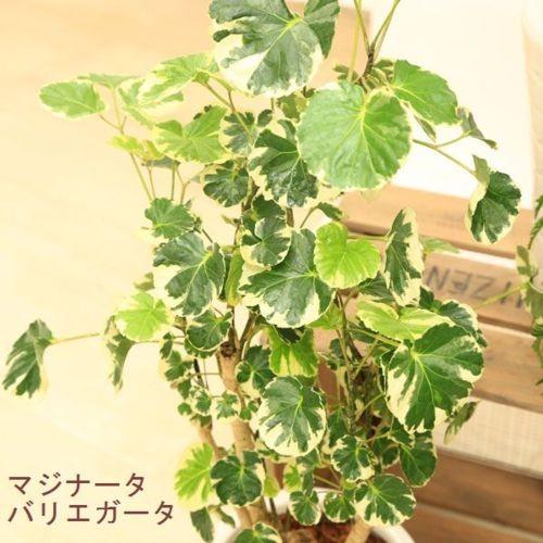 【都内引渡し限定】ポリシャス　陶器鉢付き　台湾もみじ 観葉植物：ポリシャス タイワンモミジ*陶器鉢 受皿付 バーク 品種選べ