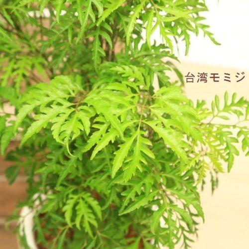観葉植物：ポリシャス タイワンモミジ*陶器鉢 受皿付 バーク 品種選べ
