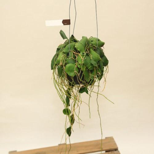 観葉植物:ホヤ インブリカータ グリーン*green 吊り鉢 : 遊恵 観葉植物:ホヤ インブリカータ グリーン*green 吊り鉢 : 遊恵