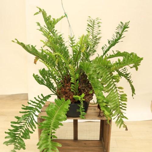 最安値挑戦 観葉植物 シダ植物 レカノプテリスロマリオイデス 目玉 送料無料