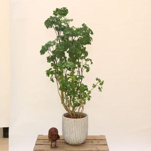 観葉植物 ポリシャス バタフライ Mmオベリスク鉢 受皿付 バークチップ F4550v 遊恵盆栽 Yahoo 店 通販 Yahoo ショッピング