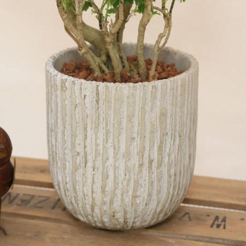 観葉植物：ポリシャス バタフライ*MMオベリスク鉢 受皿付 バークチップ
