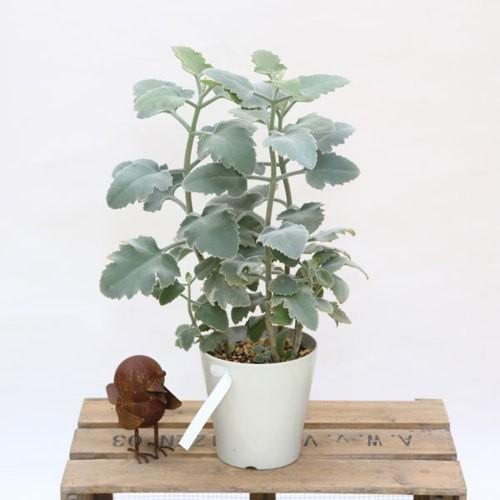 観葉植物 カランコエ ベハレンシス ファンクイーン 寄せ植え F4553v 遊恵盆栽 Yahoo 店 通販 Yahoo ショッピング