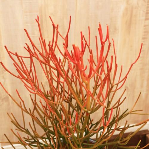 おしゃれ 観葉植物：ユーフォルビア ミルクブッシュ スティックオブ