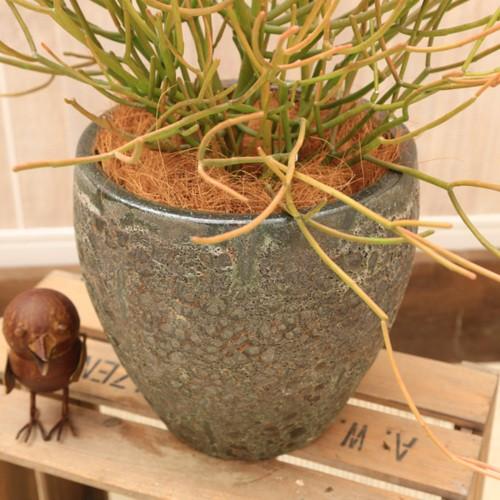 おしゃれ 観葉植物：ユーフォルビア ミルクブッシュ スティック