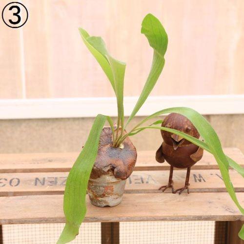 観葉植物：ビカクシダ素焼き鉢*現品 コウモリラン : 遊恵盆栽 Yahoo!店