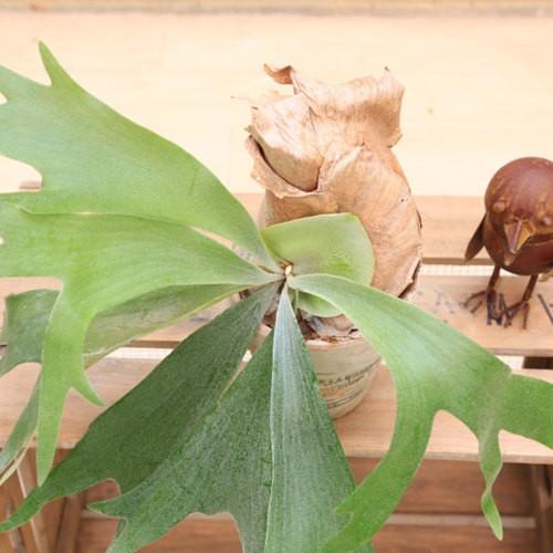 観葉植物：ビカクシダ素焼き鉢*現品 コウモリラン : 遊恵盆栽 Yahoo!店