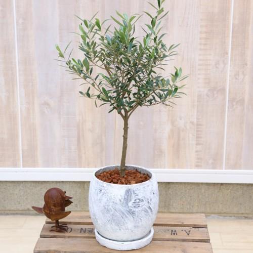 観葉植物 オリーブの木 ロキシー鉢植え 受皿付 バークチップ Souju 創樹 F4580v 遊恵盆栽 Yahoo 店 通販 Yahoo ショッピング