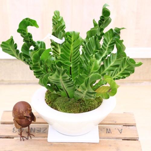 unzaです♪2点セット！アスプレニウム　コブラ3 オーガスタ　苗　苗木 観葉植物：アスプレニウム コブラ*白あすか鉢 受皿付 苔付き : 遊恵